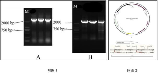 九遊娛樂：河北科技大學專利發布(第四十八期)(圖2)