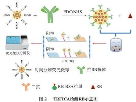 《食品科學》：棗莊學院王照鵬博士等：利用時間分辨熒光免疫層析法測定調味品中的羅丹明B(圖2)
